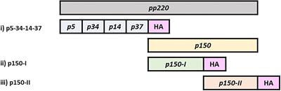 Adenovirus-Vectored African Swine Fever Virus pp220 Induces Robust Antibody, IFN-γ, and CTL Responses in Pigs